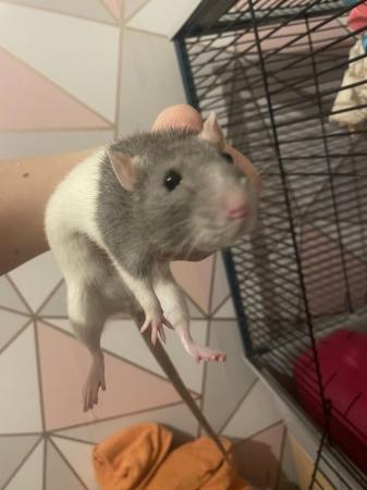 Image 4 of Silly tame female rat. Comes with setup