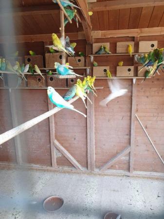 Image 3 of Budgies for sale variety of colours