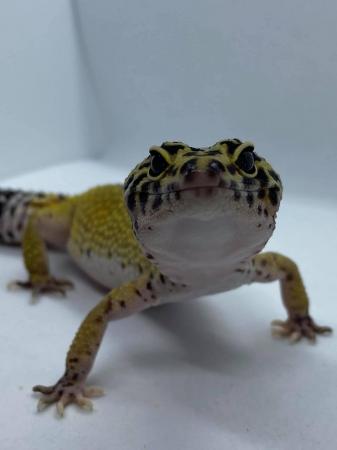 Image 1 of Leopard gecko female 3 years old