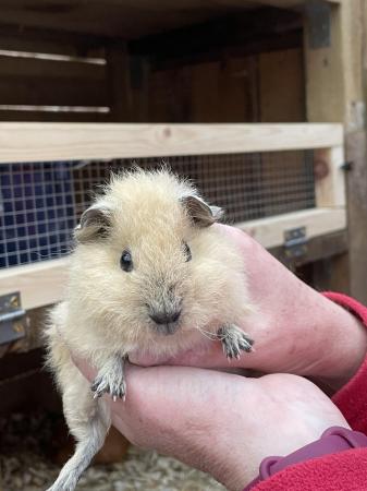 Image 2 of Baby Teddy, Himalayan or Crested guinea pigs