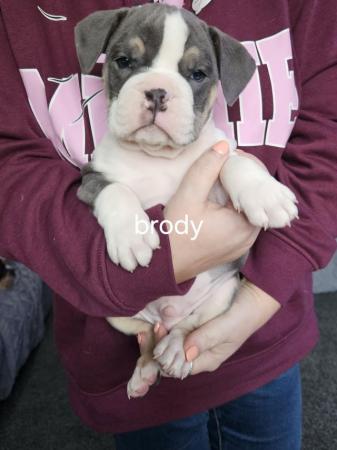 Image 10 of Olde tyme bulldog puppies looking for their forever homes