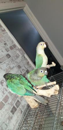 Image 3 of Conure chicks silly hand tame