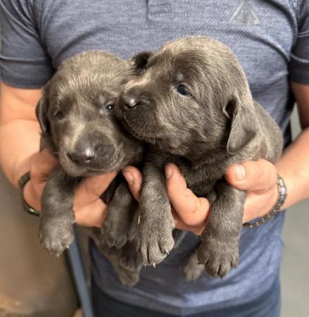 Image 11 of Stunning - Silver & Charcoal Labrador Pups