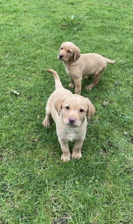 Image 23 of Labrador Puppies, KC Registered, Helsby , Cheshire