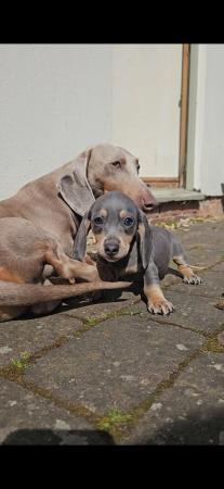 Image 1 of *3 Left* Miniature Dachshund Puppies