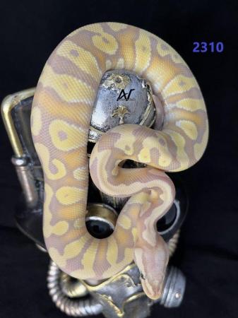 Image 3 of 1.0 Banana Pastave pos bladeHet Clown royal/ball python baby