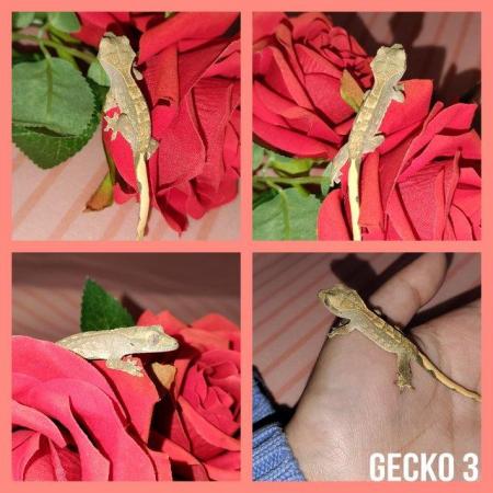 Image 4 of Beautiful crested gecko babies