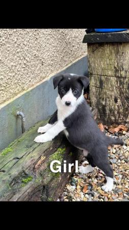 Image 5 of 4 Border Collie pups for sale