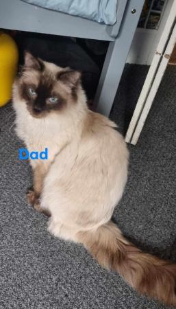 Image 3 of Pure breed ragdoll kittens  ready 11th June