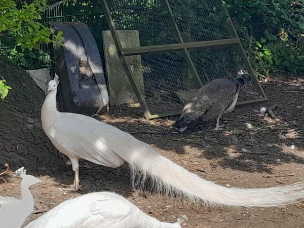 Image 1 of White adult peacock 3 years old full tail .