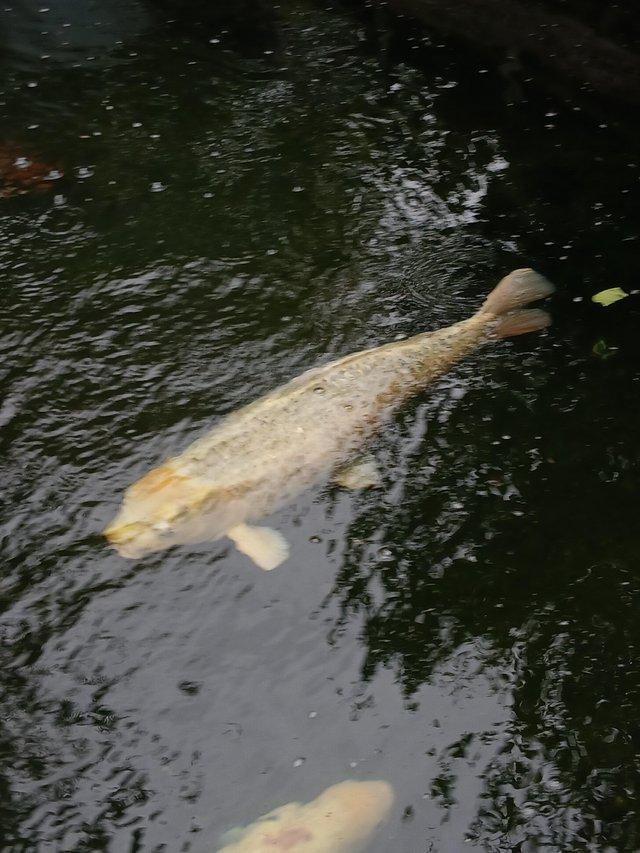 For sale beauriful Koi Carp — photo 4 of 4