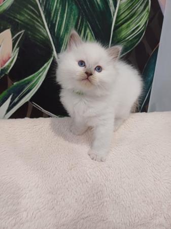 Image 3 of Ragdoll kittens 2 boys available