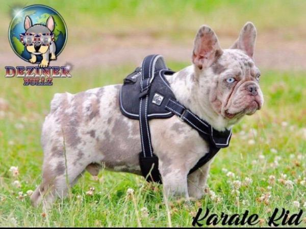 Image 3 of Lilac Merle French Bulldog - Karate Kid Son