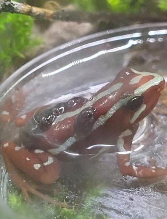 Image 5 of Posted Dart frog Tadpoles, Santa Isabel