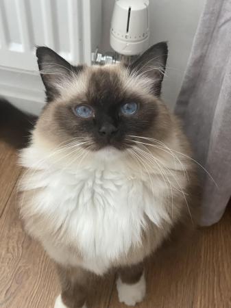 Image 4 of Beautiful Ragdoll looking for forever home