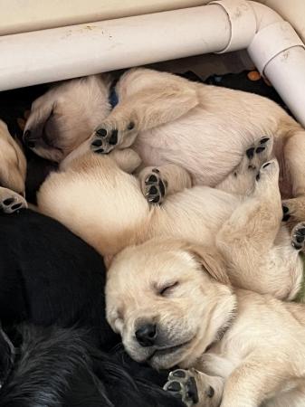 Image 3 of Labrador puppies for sale