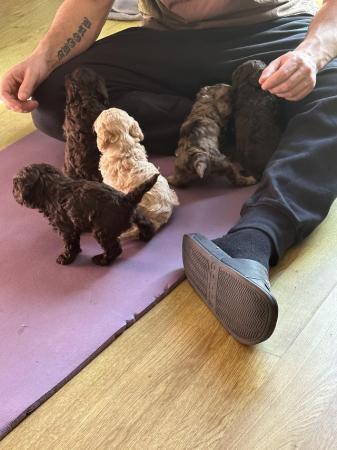 Image 2 of One left! REDUCED READY NOW Gorgeous cockapoo puppies.