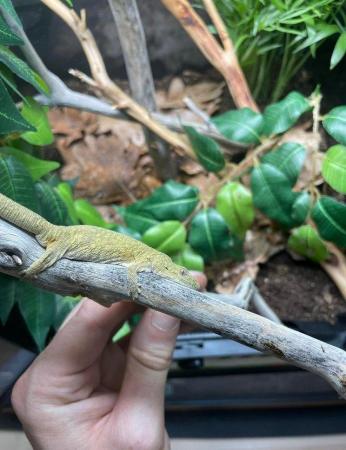 Image 3 of Various Chameleon Geckos (Eurydactylodes) available