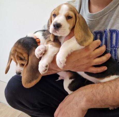 Image 17 of Adorable beagle puppy - ready for a new home