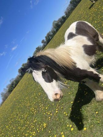 Image 2 of 3 year old coloured cob gelding