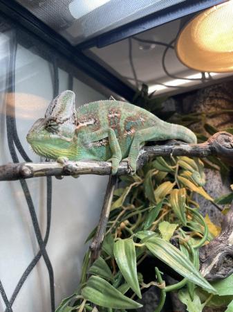 Image 1 of Baby male Veiled chameleon at urban exotics