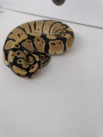 Image 4 of X2 female ball python hatchlings