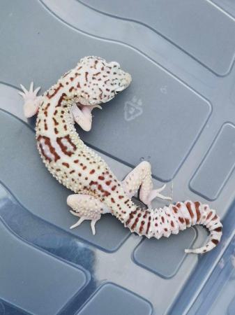 Image 4 of For sale Trio of Iranian Leopard Geckos