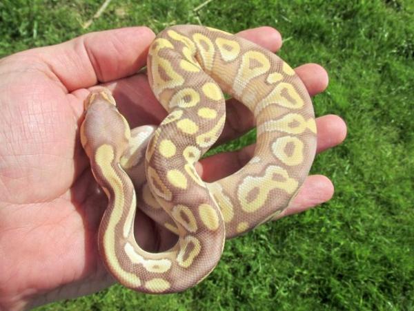 Image 4 of Sweet Banana Mojave ball python.