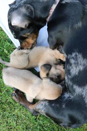 Image 8 of Mini Dachunds For Sale 3 left