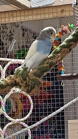 Image 2 of 1 young MALE budgie for sale