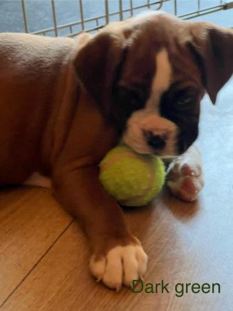 Image 19 of Adorable KC Boxer Puppies
