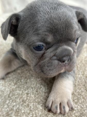 Image 1 of KC registered French Bulldogs