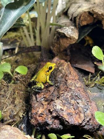 Image 4 of Golden Dart Frogs At Urban Exotics