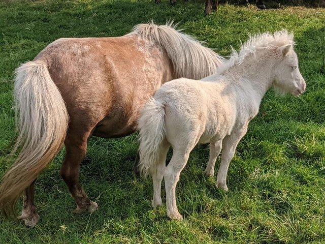 Preview of the first image of Gorgeous cremello colt. Registered with spbs..