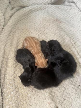 Image 6 of Beautiful kittens for sale