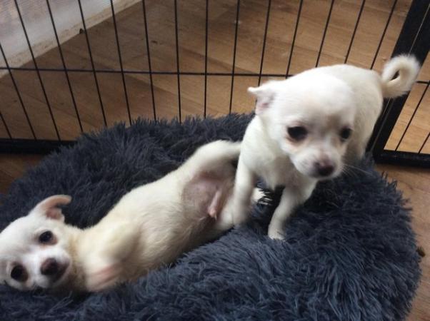Image 4 of Pomchi puppies for sale 1 boy 1 girl