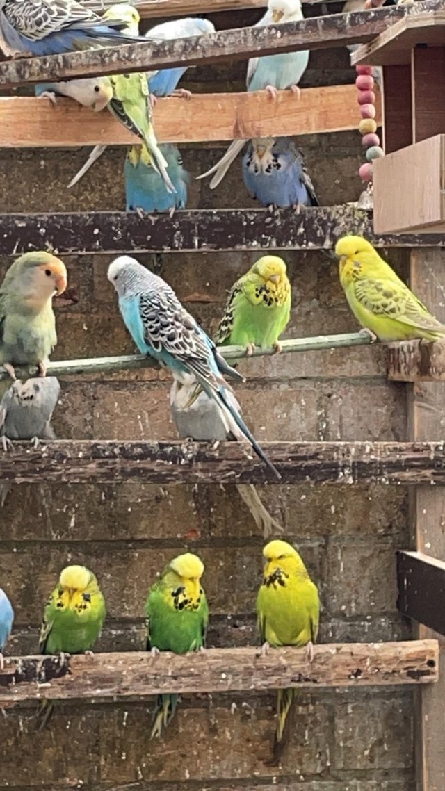 Preview of the first image of Cute cuddly Tame budgies Peterborough.