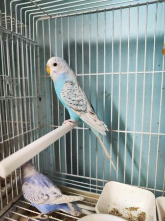 Image 3 of baby budgies for sale, very friendly.