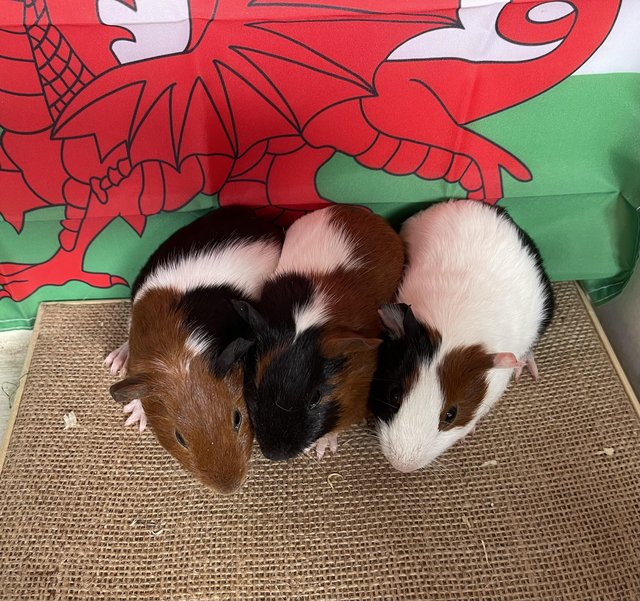 Preview of the first image of Gorgeous baby Guinea pigs.