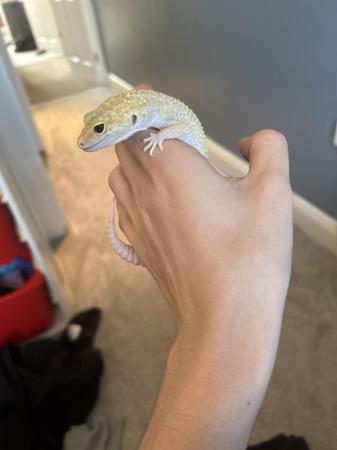Image 5 of Female albino leopard gecko with full set up