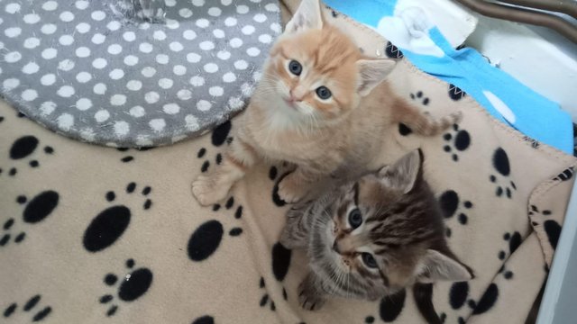Image 1 of Beautiful tabby and ginger male left