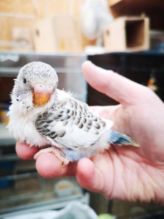 Image 7 of Baby hand tamed budgies for sale
