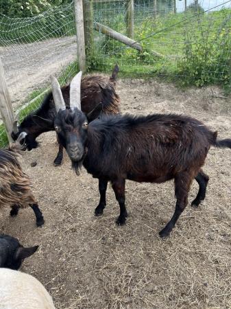 Image 1 of Pygmy x billy goat for sale