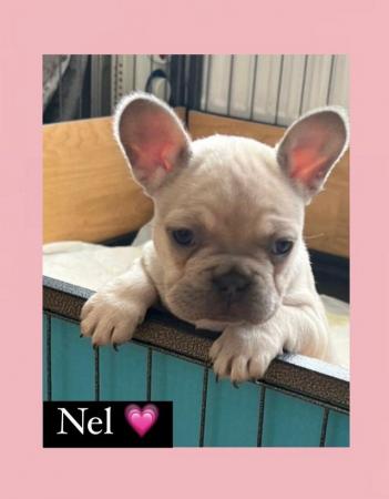 Image 3 of Gorgeous French bulldogs