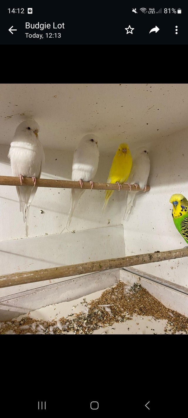 Preview of the first image of Unwanted birds rehomed to forever home.