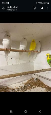 Image 1 of Unwanted birds rehomed to forever home