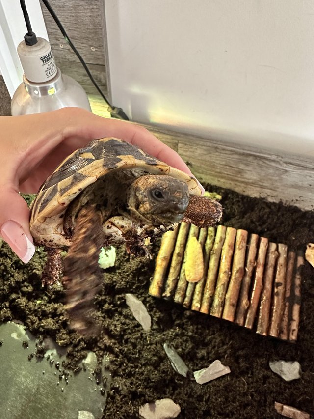 Preview of the first image of 1.5 year old Hermanns tortoise with set up.