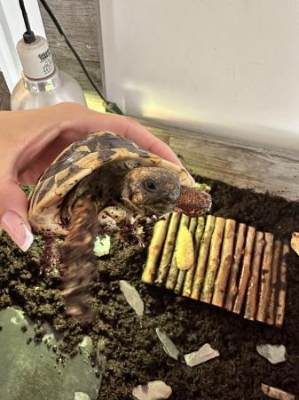 Image 1 of 1.5 year old Hermanns tortoise with set up