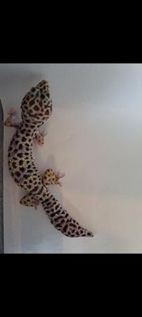 Image 4 of Normal Leopard Gecko (Male)
