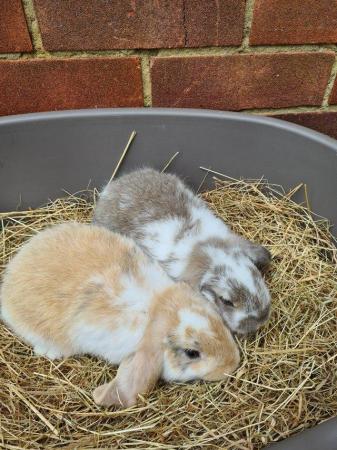 Image 14 of Adorable Dwarf Lop baby Rabbits.